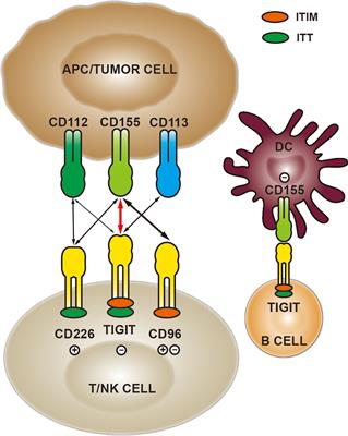 Frontiers Role Of Cd Tigit In Digestive Cancers Promising Cancer